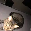 Mark Odisho - @markodisho0 - TikTok