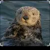 Mark the otter🦦 - @bryan.d783 - TikTok