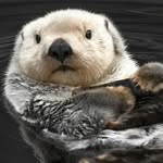 Mrk Otr - @mark.otter.73 - Instagram