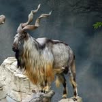 Markhor - @markhor_overlanding - Instagram