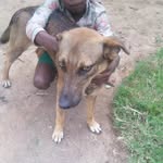 Wasswa Owens - @markowen_dog_rescue79 - Instagram