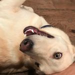Mark Pabst Davis - @markdapup - Instagram