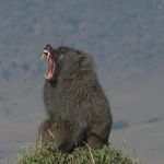 Mark Palkoski - @markpalkoski - Instagram