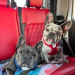 Mark Parham - @dixie_marley_frenchies - Instagram