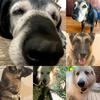 markpets06 - @markpets - TikTok
