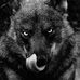 Markus Pelzer - Facebook