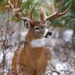 Mark Phelps - @mark.phelps.14811 - Instagram