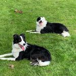 Mark Pickard - @dogtrainingathome121 - Instagram