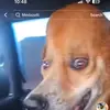 Mark pickles - @mark.pickles1 - TikTok
