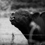 Mark Pilcher - @gearaberdeenangus - Instagram
