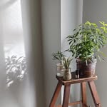 animal plants market - @animal_plants_market - Instagram
