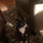 Mark Plotkin - @francis_of_a_sissy - Instagram