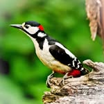 Mark plummer - @bird_photography_beginner - Instagram