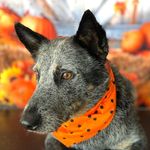 Mark Prather - @cattledogcustoms2022 - Instagram