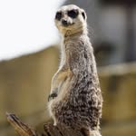 Mark Pugh - @puggy_at_ardtcumby - Instagram