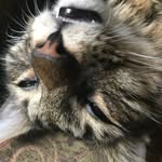 Mark Raatz - @leo_cat_pics - Instagram