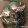 markracicot7 - @the.cats10 - TikTok