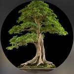 Mark Rawlins 🇦🇷 🇺🇦 - @watchbonsai - Instagram