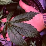 Mark Raymer - @dead_drop187 - Instagram