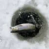 Mark Prenier - @mark.prenier - TikTok