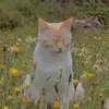 Mark reveren - @mark.reveren - TikTok