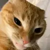 Rheinmark™ - @rheinmark0 - TikTok