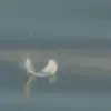 markrisih0 - @markrisih0 - TikTok