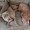 Da Beast - @mark.ritchie2 - TikTok