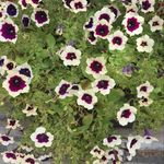 Columbia Road Flower Market - @columbia_road_flower_market - Instagram