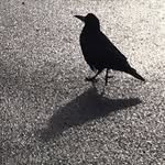 Mark Robins - @robins2468 - Instagram