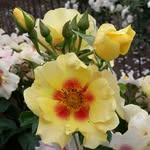 Mark Roelofs - @markroelofs71 - Instagram