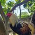 Mark Rojo - Facebook