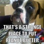 Mark Rothstein - @beastialityrulz - Instagram
