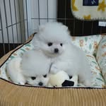 Pomeranian and teacup puppies for sale - @markrubinson - Instagram