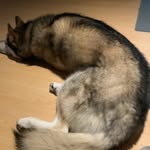 Mark Sainsbury - @whysleepingdogs - Instagram