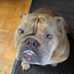 Mark Sandefur - @mi_sandman - Instagram