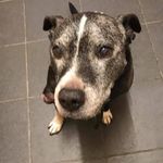 Mark Satchell - @pieandmash60 - Instagram