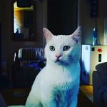 mark schaffer - @schaffermark964 - Instagram