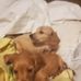 Mark Schantz - Facebook