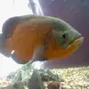 mark schweiss - @mark.schweiss - TikTok