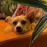 Mark Scully - @narrowboat__edelweiss - Instagram