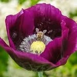 Mark King - @markseeds.80 - Instagram