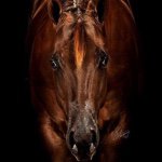 Mark Shaffer Show Horses - @markshaffershowhorses - Instagram