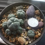 mark shorey - @alberthoffman419 - Instagram