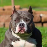 Mark Shorter - @1way_bullyz - Instagram