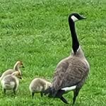 Mark Simonsen - @amos6434 - Instagram