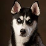 Mark Skillen - @pawsinmotiom - Instagram