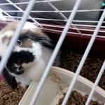 Criket🐰 - @marksneed911 - Instagram
