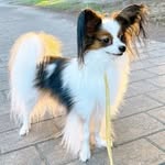 Marksons papillon puppies - @marksonspapillon - Instagram