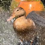 Michele Perry - @marksons_farm - Instagram